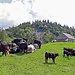 keine typischen Appenzellerkühe