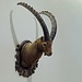 am 8. Sept. 2007 wurde dieser Steinbock leider von einem Jäger erlegt, siehe dazu nächstes Bild.