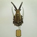 schade für diesen schönen Steinbock.