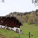 bei der Nesselauer Alm