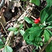 Beeren vom Seidelbast