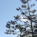 Suchbild: Vogel mit spitzem Schnabel