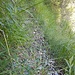 sag einer, das Wild kann keine Wege bauen - mit Kies!