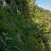 ein Traum in Grün
