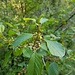 Faulbaum - aussen Blüten, nach innen immer dickere Früchte