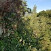 Purzelbaum