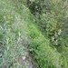 Wildwechsel