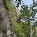 zwischen Felswand und Baum sieht man einen braunen Fleck, das ist die nächst höhere Felswand - Nagelfluh, das erklärt den Kies auf dem Wildwechsel