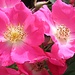 in Brülisau blühen die Blumen besonders intensiv