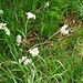 <b>Il sottobosco della faggeta attualmente è dominato dall’Erba lucciola maggiore (Luzula nivea).</b>