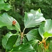 <b>Cecidonia del faggio (Mikiota fagi).<br />Galla su foglia di faggio.</b>