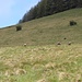 eine Gruppe Gemsen beim grasen