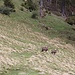 sie beobachten mich beim Überqueren der Wiese
