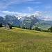 Viel Hahnenfuss