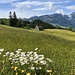 Margeriten