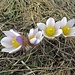Fotogene Frühlings-Kuhschellen :)