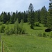 Rückblick auf die Senke. Die Wiesen und der Wald vis a vis gehören schon zum Ötzwald