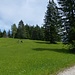 Die Almwiese, die zum höchsten Punkt von Grubreut (956 m) ansteigt