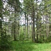 Kurze, weglose und bequeme Passage in Richtung des zweiten Strommasts