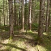 Unmittelbar über dem Sichtgipfel im Wald gelegen: der höchste Punkt des Grubreut-Höhenzugs. Es gibt kein Gipfelzeichen.