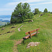Rückblick mit Zugersee.