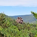 Dort hat man eine schöne Aussicht nach Hauenstein und hinüber zum Bavariafelsen, meinem nächsten Ziel. 