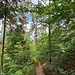 Ich folgte von hier aus nun dem blauen Kreuz Richtung Spirkelbach. Es geht auf einem breiten Waldweg nach Norden. Wenn von rechts oben ein kleiner Pfad kreuzt, geht es links ab, auf einem hübschen Pfad talwärts.