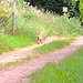 Ein Fuchs! Ich sehe ständig Füchse - aber das ist der erste, den ich fotografiert gekriegt hab!