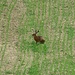ein Hase saß auf einer Wiese...