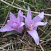 Lichtblume (Bulbocodium vernum) - Eine botanische Rärität, kommt in  der Schweiz nur im Wallis vor