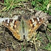 Distelfalter