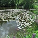 Seerosenteich
