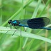 Blauflügel-Prachtlibelle