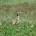 Besuch vom Nil
