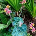 echeveria pianta 09 06 2024