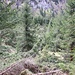 in der Mulde zwischen Laubenstein und Hammerwand gibt es viele umgedrückte Bäume...Lawine? Tornado?