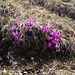 <b>Primula hirsuta.</b>