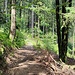 Zu den Wasserfällen muss man den geteerten Forstweg nach rechts verlassen und diesen Steig absteigen.