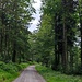 Hier bin ich bereits in Richtung Grandsberg unterwegs. Beim Schuhfleck muss man darauf achten, dass man der Wegweisung zur Diensthütte nach Grandsberg folgt, ansonsten kann der Weg etwas länger werden.