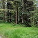 Abzweig von der Forststraße nach Höhenberg - Bernried und zum Jägerkreuz