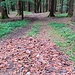 Hier verlasse ich den Wanderweg Nr. 3 um eine Abkürzung nach Böbrach zu versuchen. Die Stelle ist sehr markant und liegt vor einer Wegkreuzung mit Dreieck. Wer sich nicht sicher ist, bleibt auf dem Wanderweg Nr. 3 und biegt kurz vor Ed links ab nach Böbrach.