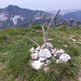Monte Fiocca 1711 m