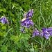 Blumen unterwegs.