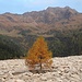 Mitten in der Mure steht eine herbstlich gefärbte Lärche beim Abstieg Spalier.