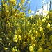 Grande fioritura di ginestre.