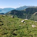 In arrivo alla croce di legno del Belvedere di Motta (m 1380) con grande vista sul Lago di Como.