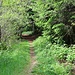 Waldpfad