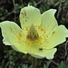 eine von hunderten Schwefelanemonen