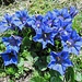 sattes Blau