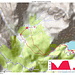 Anello all'Alpe Musella: Mappa.
